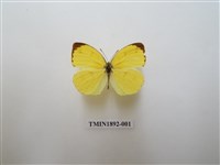 藏品(北黃蝶)的圖片